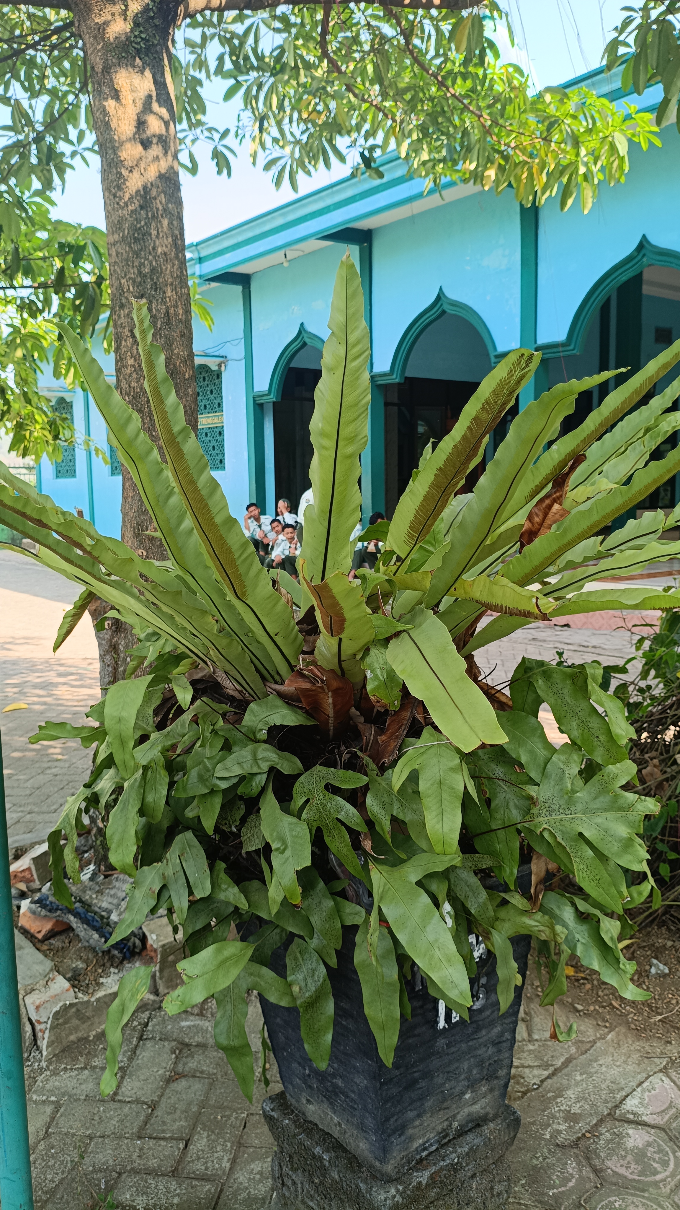 Paku Sarang Burung